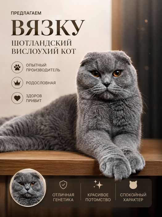 Наш красавец Scottish Fold приглашает на вязку Scottish Straight