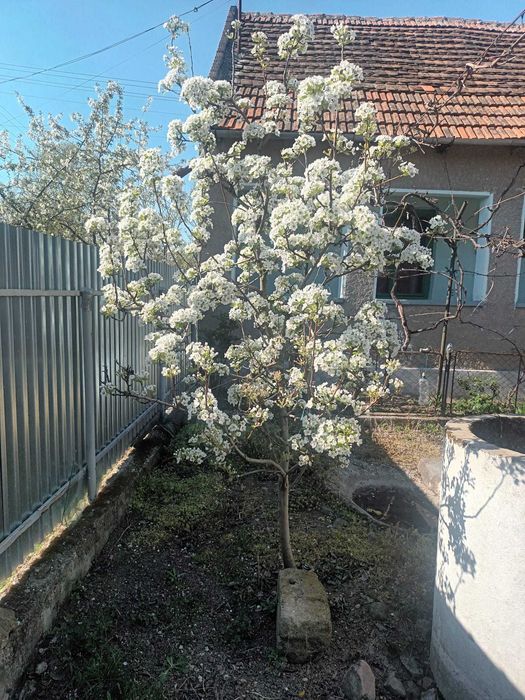 Casa de vanzare+ teren