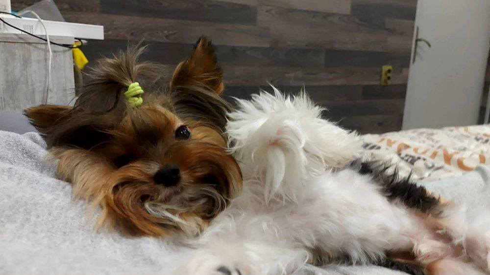 Женско мини йорки