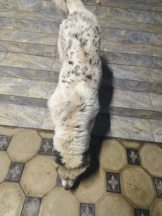 Алабай щенок 9 месяц Мальчик