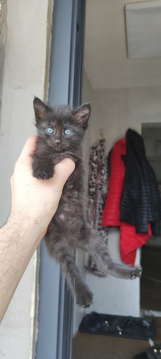 Мурлыкающие комочки счастья ищут дом