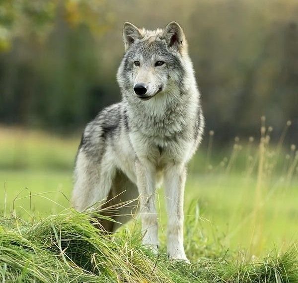 Услуги собеседника