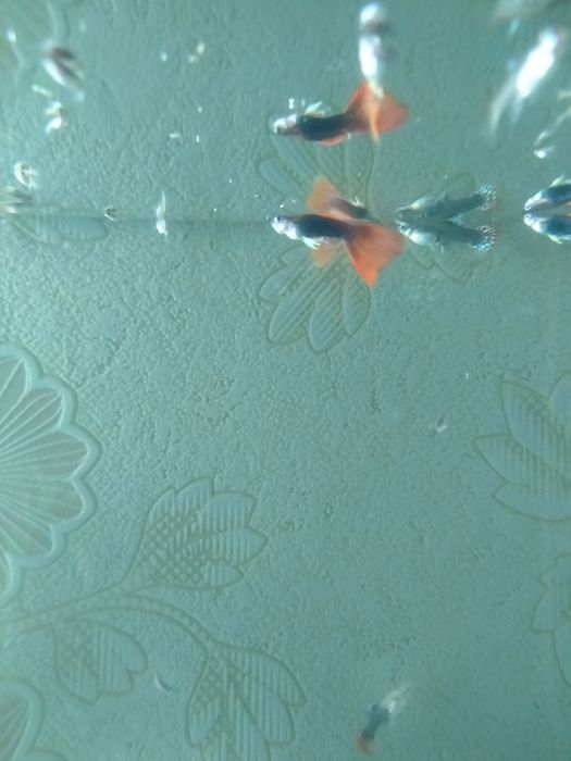 Продам  Королевские гуппи