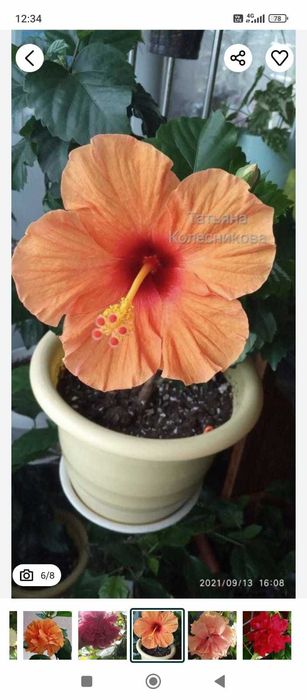 гибискусы разных расцветок