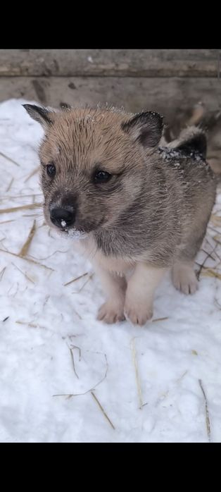 Продам щенков лайки ЗСЛ