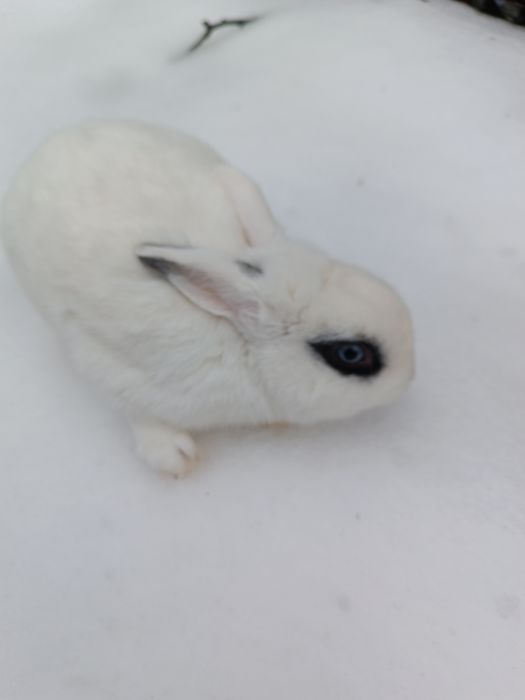 Продам декоративного кролика.