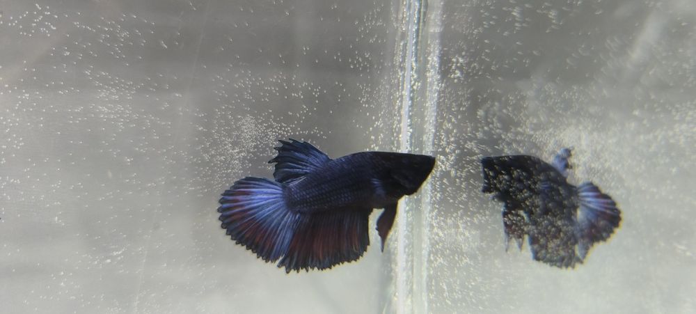 Рыбка Петушок Супер Дельта