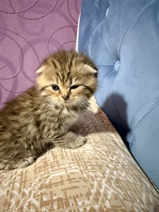 Мушук, котенок, мушукча, кошка Scottish Fold – золотая шиншилла табби