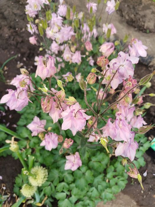 Продам многолетние цветы