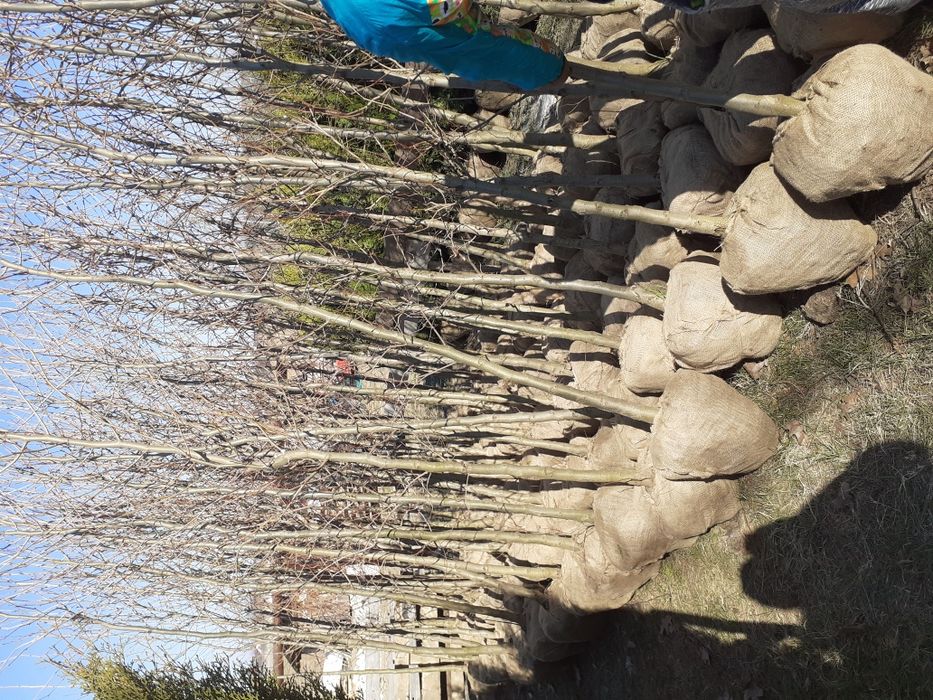 Mesteacăn Thuia Platan tei plante