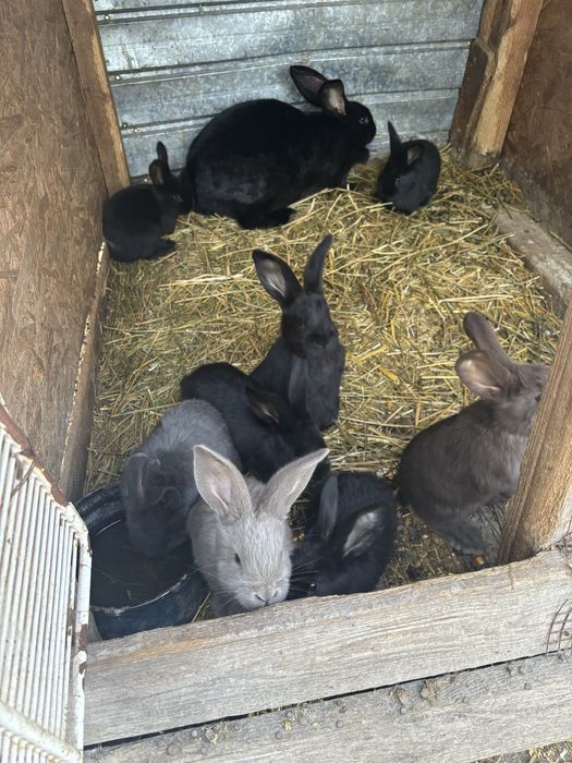 Iepuri fluture german