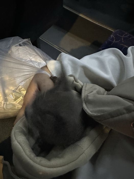 Котик в добрые руки