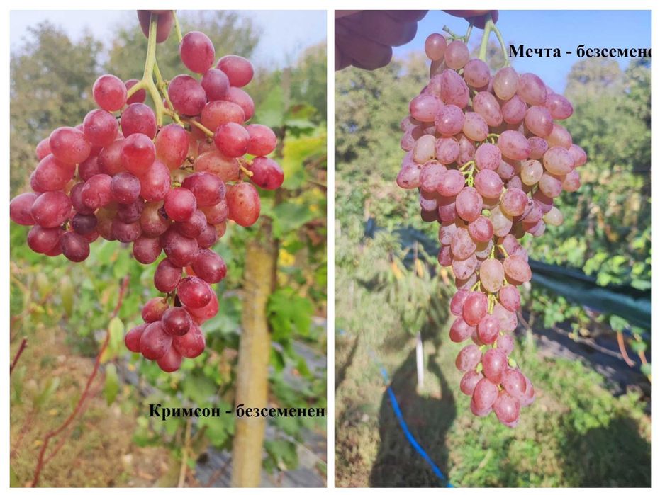 Резници от десертни сортове грозде безсеменни лозе лозарство