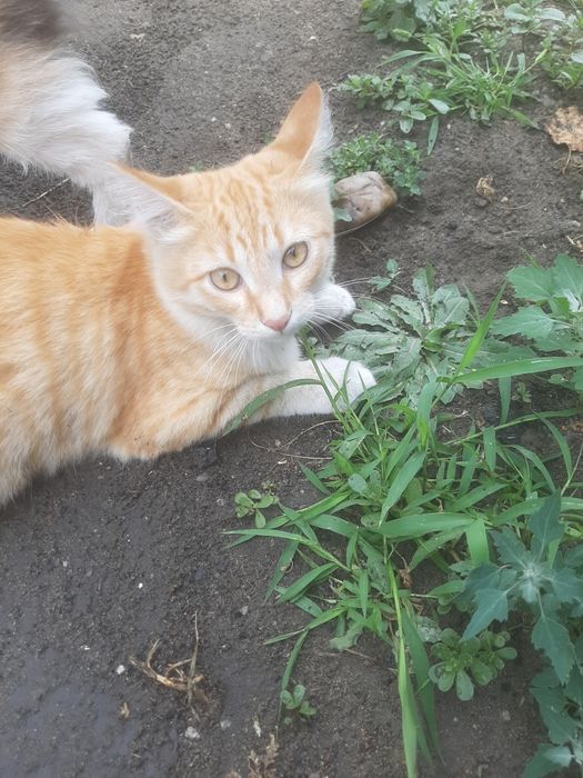 Отдам в добрые руки.