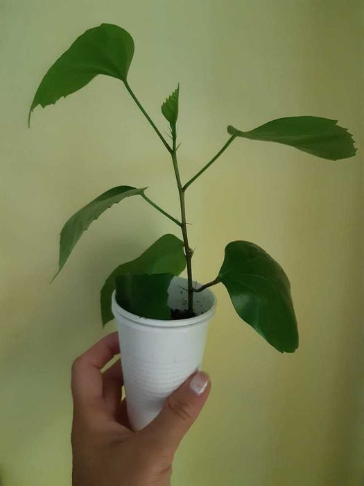 Фикус, гибискус, традесканция