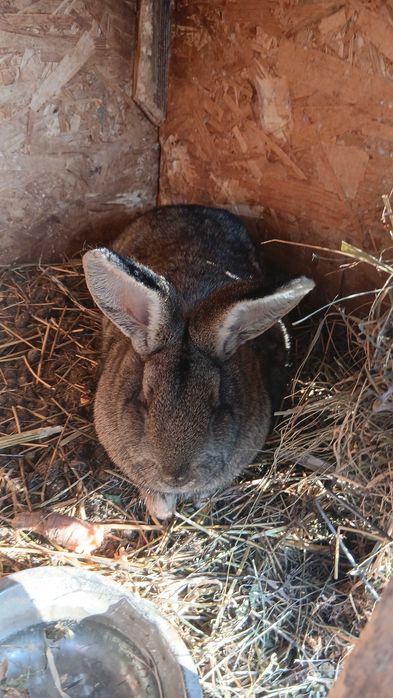 Iepuri uriaș german buni pemtru reproducere