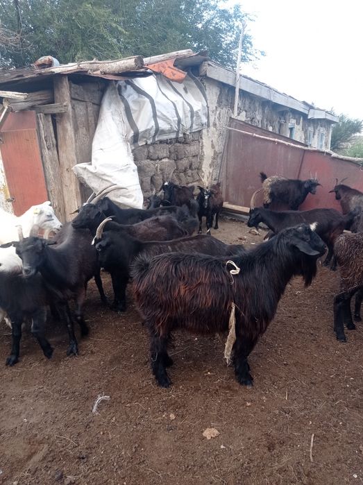 Обменяю козла на козу