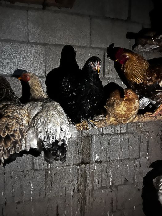 Продам простых кур 4500