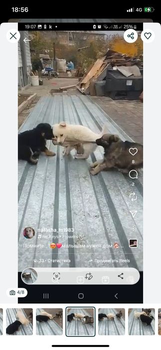 Дарю щенят!       .