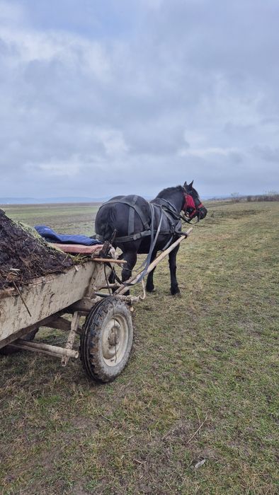 Iapa gestanta de vanzare