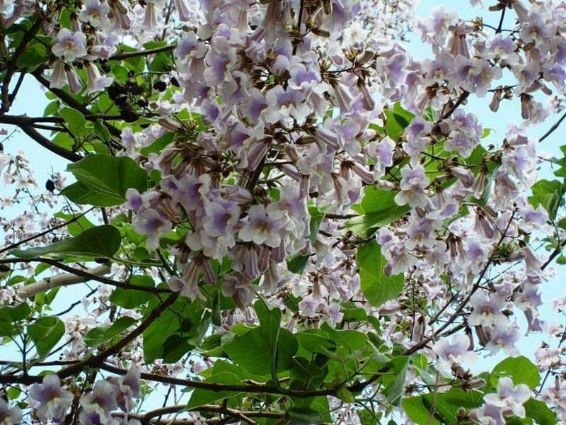 Pavloniya niholchasi sotiladi