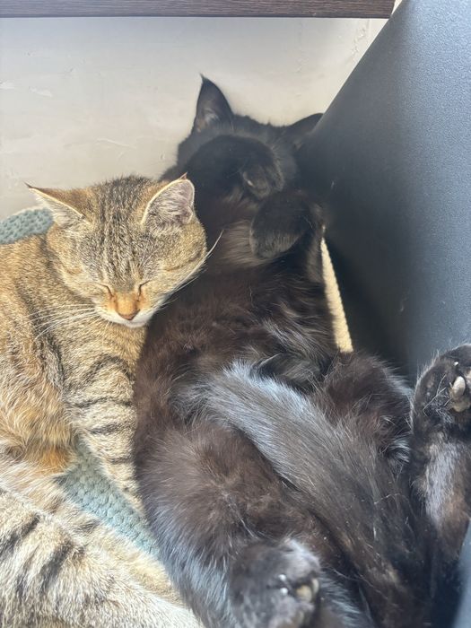 Ветеринар на дом