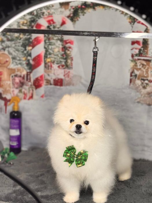 Pomeranian alb de vanzare - rasa pura, pedigree inclus