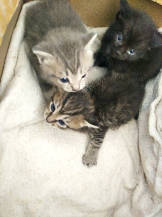 Отдам котят 3 девочки