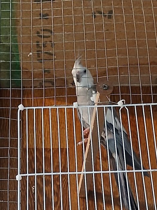 karela pokiston sotladi 
Ishlagan para toza soglom
