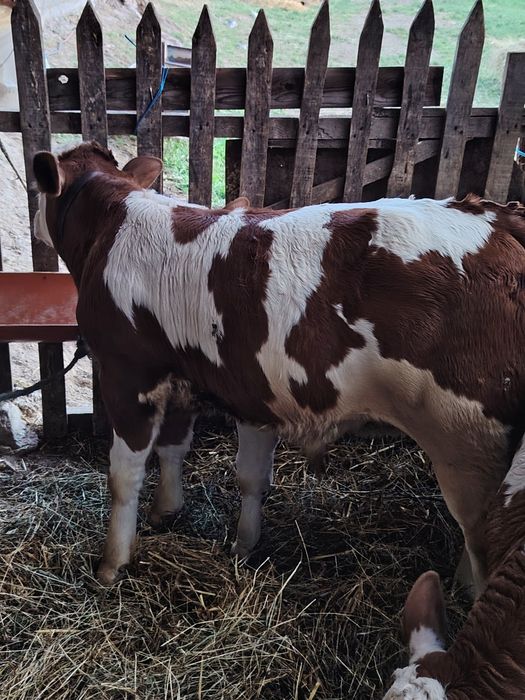 Vând un vițel de o lună jumate