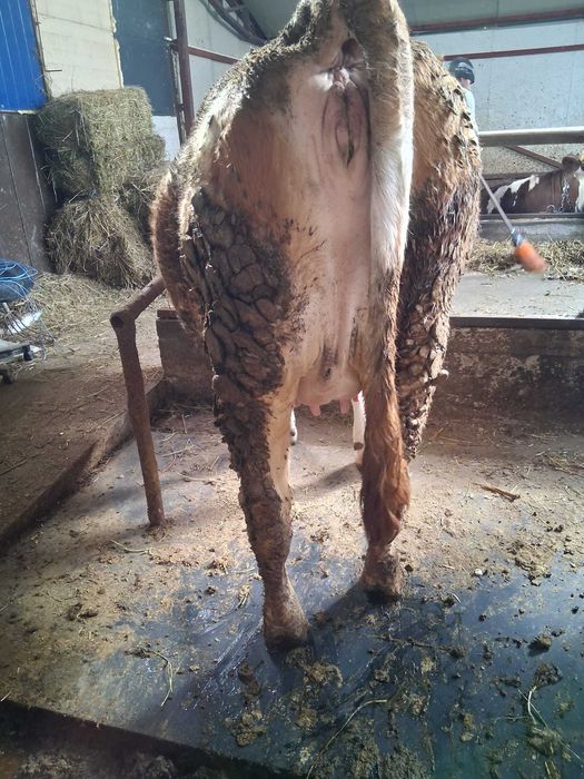 Vand junele gestante