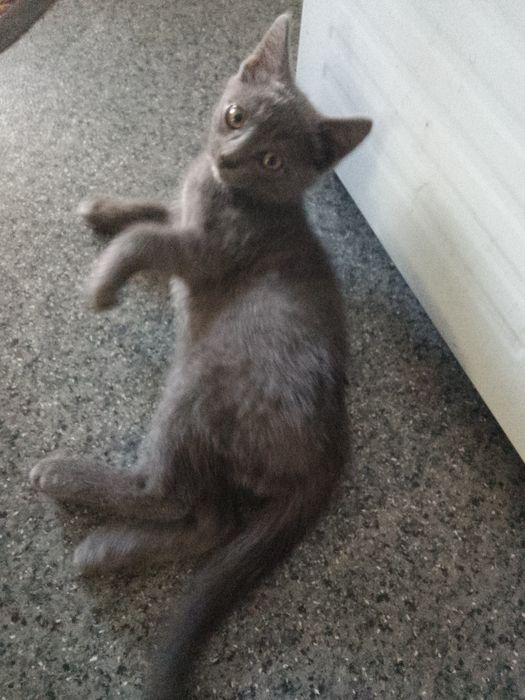 Отдам котенка (девочка) в добрые руки