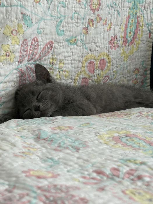 Британская короткошёрстная кошка