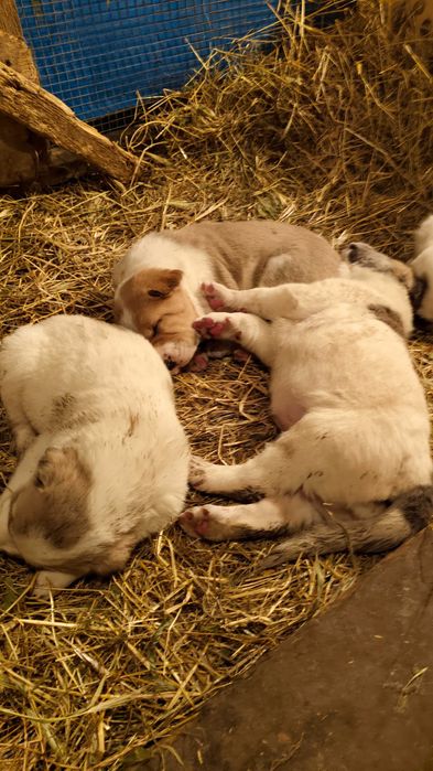 Щенки Азиаты - Төбет