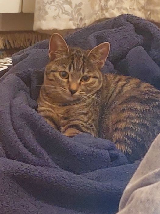 Срочноо. Британская короткошёрстная