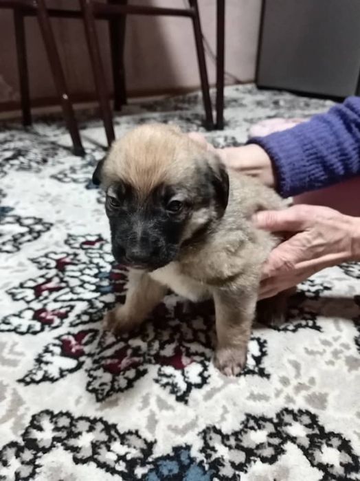 В самые добрые ручки