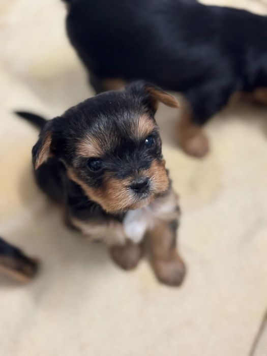 Yorkshire terrier talie mica