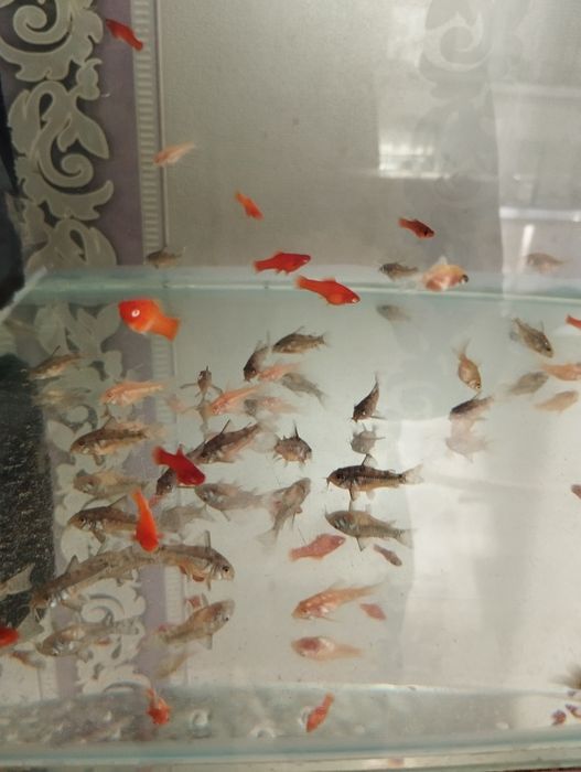 Телескопы и сомики