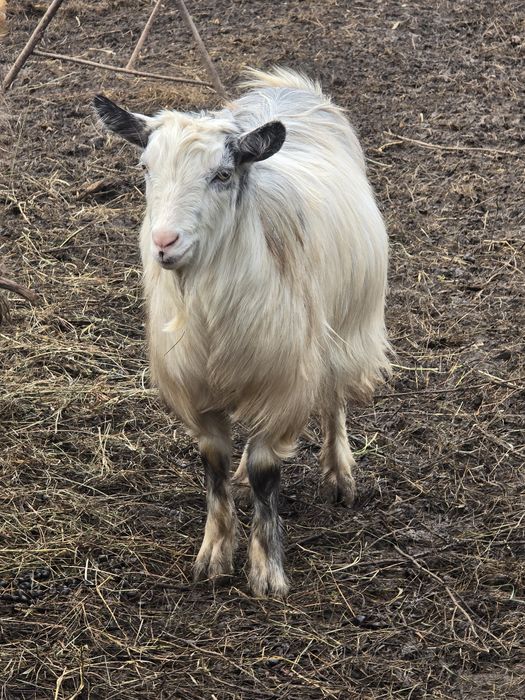 3 capre la prima fatare