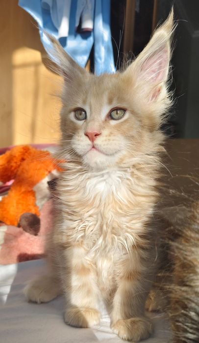 Куномалыши очень ждут своих родителей.