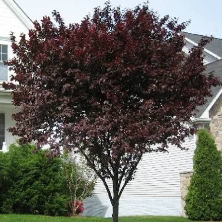 Prunus nigra / corcodus rosu