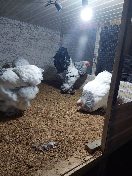 Jo'jalar laxmati qora svetli xammasidan bor