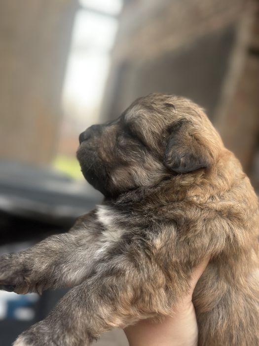Отдам щенков в добрые руки