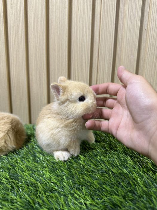 Basmala Farm’dan nafis va mehribon quyonchalar!
