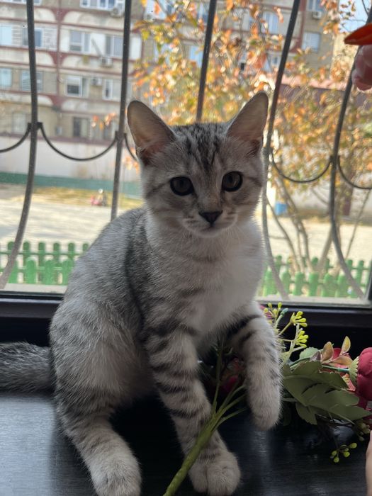 Потерялся котенок