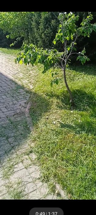 Покос травы,стрижка газона