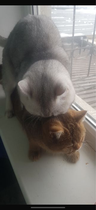 Котята британцы красивые