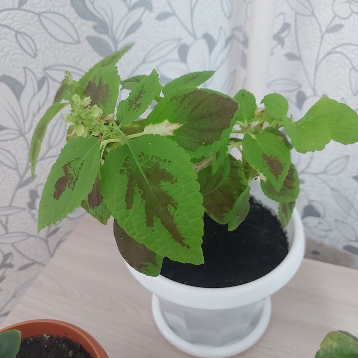 Продаются комнатные цветы