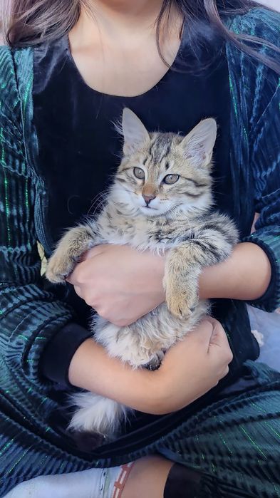 Sotiladi Sibir mushugi