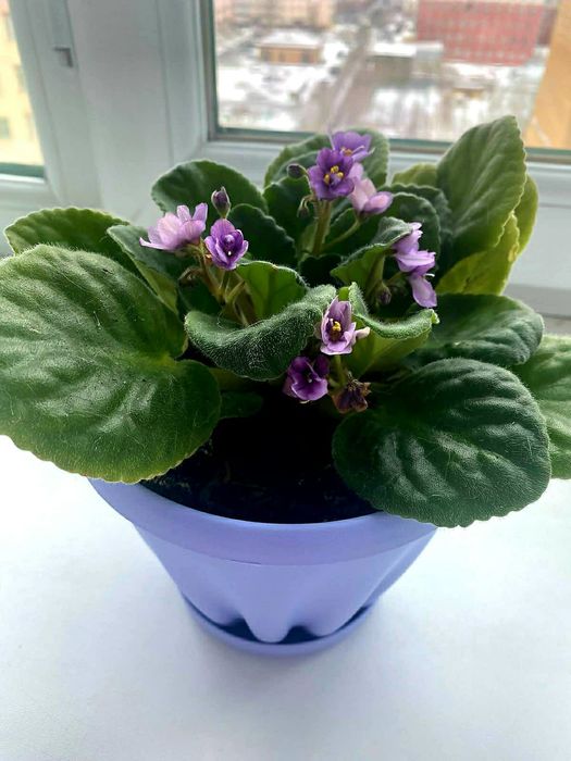 Продам комнатные цветы